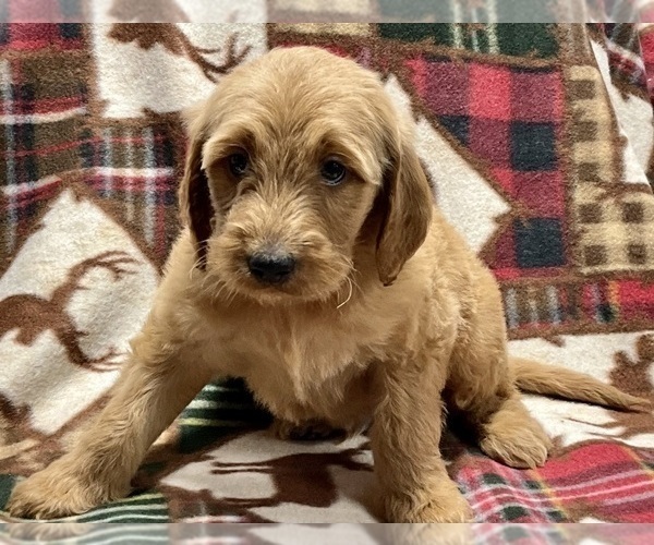 Medium Photo #3 Irish Doodle Puppy For Sale in DUNDEE, OH, USA