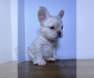 French Bulldog Litter for sale in BATON ROUGE, LA, USA
