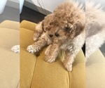 Small Photo #1 Poodle (Toy) Puppy For Sale in ARLINGTON, VA, USA