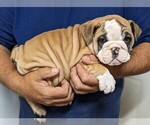 Small Photo #3 Bulldog Puppy For Sale in GREEN FOREST, AR, USA