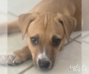 Asher - Male Labrador Retriever-Unknown Mix Dog for Adoption - Photo #4