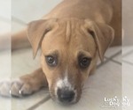 Small Photo #4 Labrador Retriever-Unknown Mix Puppy For Sale in Washington, DC, USA