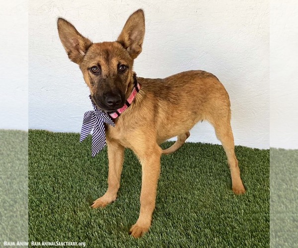 Medium Photo #3 German Shepherd Dog-Unknown Mix Puppy For Sale in San Diego, CA, USA