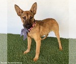 Small #2 German Shepherd Dog Mix