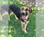 Small #1 German Shepherd Dog
