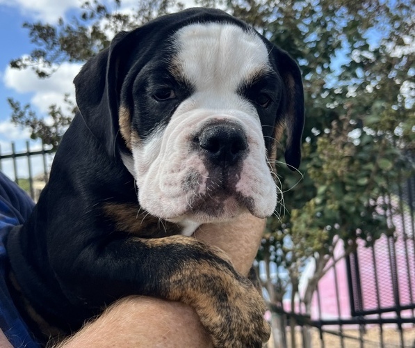 Medium Photo #4 Olde English Bulldogge Puppy For Sale in FLORESVILLE, TX, USA