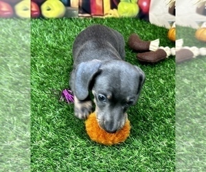 Dachshund Dog for Adoption in CASSVILLE, Missouri USA
