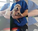 Small Photo #3 Goldendoodle-Poodle (Standard) Mix Puppy For Sale in OVIEDO, FL, USA