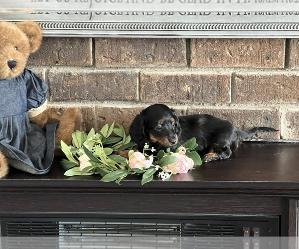 Medium Photo #2 Dachshund Puppy For Sale in NILES, MI, USA