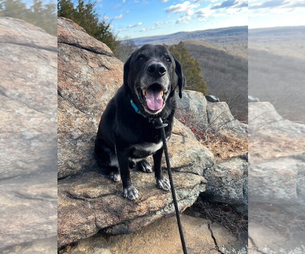 Medium Photo #1 Labrador Retriever-Unknown Mix Puppy For Sale in Rockaway, NJ, USA