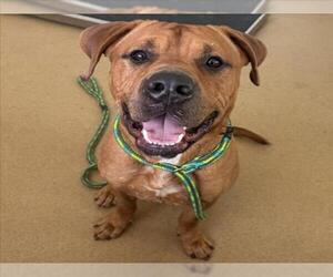 American Pit Bull Terrier-Labrador Retriever Mix Dogs for adoption in Derwood, MD, USA