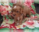 Small Photo #49 Australian Shepherd-Cavalier King Charles Spaniel Mix Puppy For Sale in HOWLAND, OH, USA