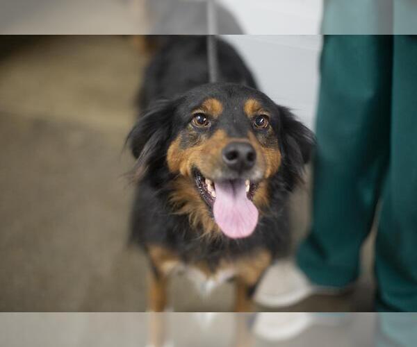 Medium Photo #1 Australian Shepherd-Unknown Mix Puppy For Sale in Mountain Home, AR, USA