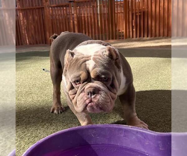 Medium Photo #1 American Bulldog-Unknown Mix Puppy For Sale in Las Vegas, NV, USA