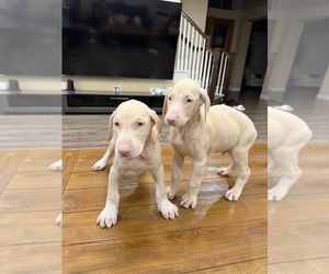 Doberman Pinscher Puppy for Sale in CHINO HILLS, California USA