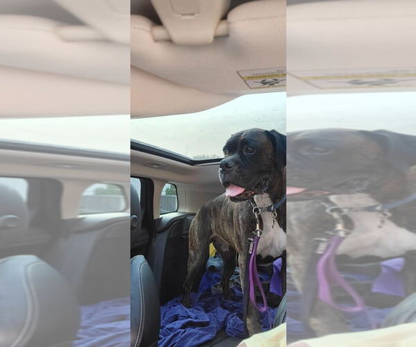 Medium Photo #10 Boxer Puppy For Sale in Brights Grove, Ontario, Canada