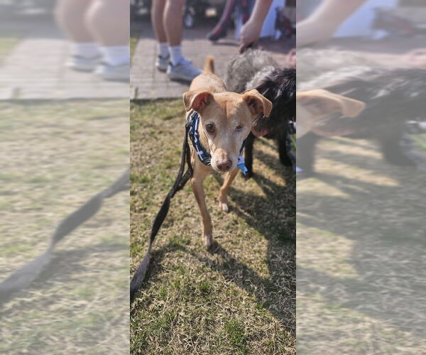 Medium Photo #12 Italian Greyhuahua Puppy For Sale in Studio City, CA, USA