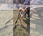 Small #11 Italian Greyhuahua