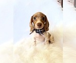 Small #3 Dachshund