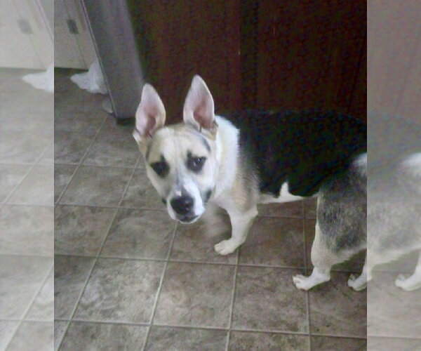 Medium Photo #1 American Staffordshire Terrier-Siberian Husky Mix Puppy For Sale in Holly Springs, NC, USA