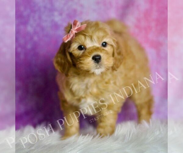 Medium Photo #4 Goldendoodle (Miniature) Puppy For Sale in WARSAW, IN, USA
