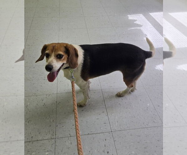 Medium Photo #4 Beagle Puppy For Sale in Rustburg, VA, USA