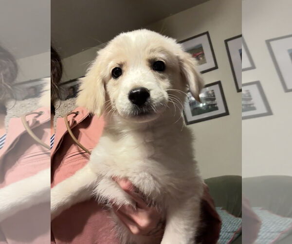 Medium Photo #2 Boxer-Retriever  Mix Puppy For Sale in Pottstown, PA, USA