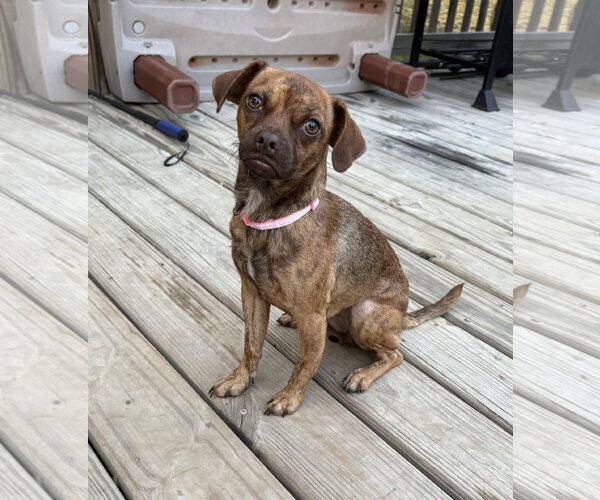 Medium Photo #2 Pug-Unknown Mix Puppy For Sale in Genesee, WI, USA