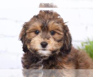 Shih-Poo Puppy for sale in RED LION, PA, USA