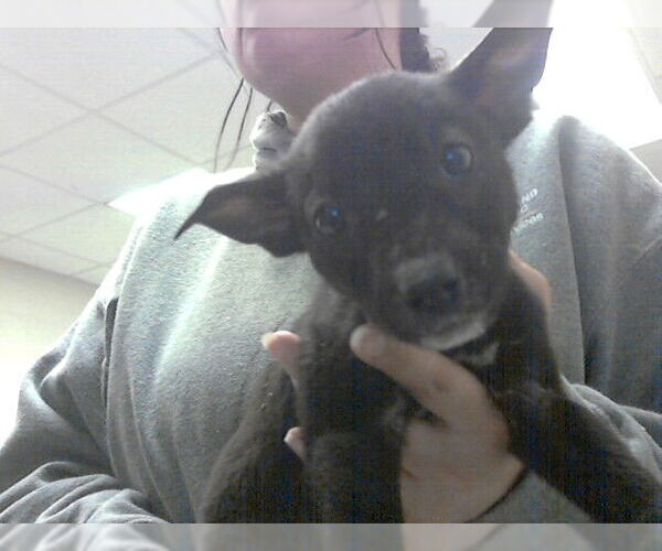 Medium Photo #1 Mutt Puppy For Sale in Fayetteville, NC, USA