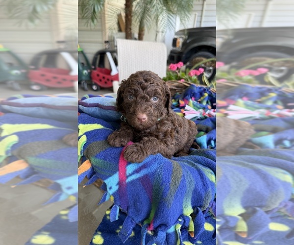 Medium Photo #1 Labradoodle Puppy For Sale in FRESNO, CA, USA