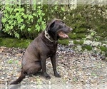 Small Photo #1 Labrador Retriever Puppy For Sale in WHITNEY, TX, USA