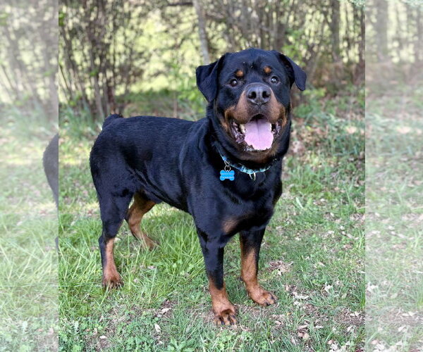 Medium Photo #4 Rottweiler Puppy For Sale in Spring Lake, NJ, USA