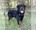 Small #3 Rottweiler