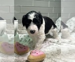 Small Photo #9 Sheepadoodle Puppy For Sale in BROOKSVILLE, FL, USA