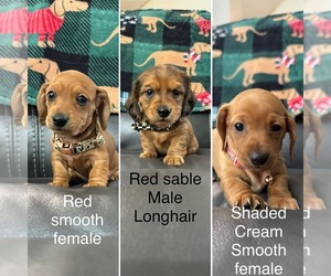 Dachshund Litter for sale in MECHANICSVILLE, VA, USA