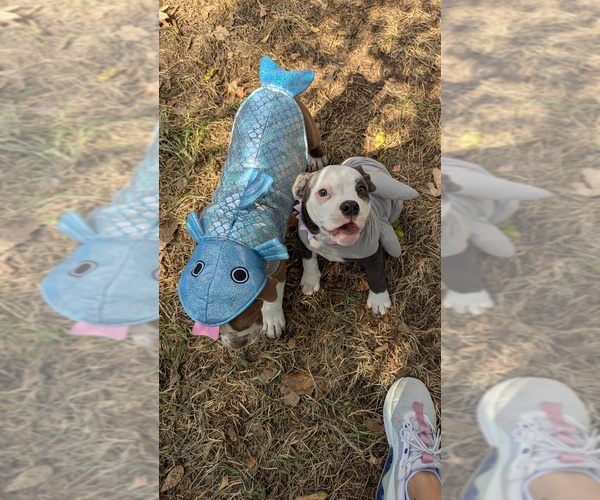 Medium Photo #4 Olde English Bulldogge Puppy For Sale in AUSTIN, TX, USA
