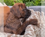 Small Photo #4 Boxer Puppy For Sale in BANNING, CA, USA