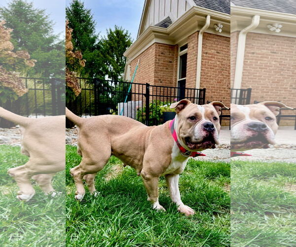 Medium Photo #10 Bulldog-Unknown Mix Puppy For Sale in Germantown, OH, USA