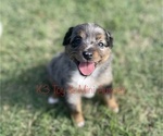 Puppy 3 Miniature Australian Shepherd