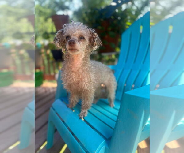 Medium Photo #3 Poodle (Toy)-Unknown Mix Puppy For Sale in Pacolet, SC, USA