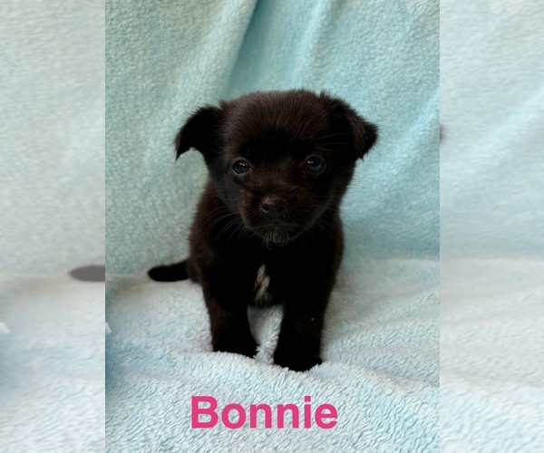 Medium Photo #3 Chorkie Puppy For Sale in FAIR HAVEN, MI, USA