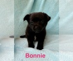 Small #2 Chorkie