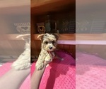 Small #7 Yorkshire Terrier