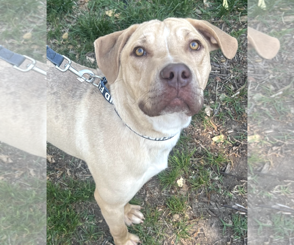 Medium Photo #4 Labrador Retriever-Unknown Mix Puppy For Sale in Rockville, MD, USA