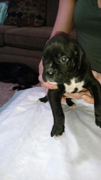 Medium Photo #1 Boxer Puppy For Sale in CHESAPEAKE, VA, USA