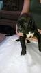 Small Photo #1 Boxer Puppy For Sale in CHESAPEAKE, VA, USA