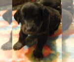 Small Photo #26 Golden Labrador Puppy For Sale in IDAHO SPRINGS, CO, USA