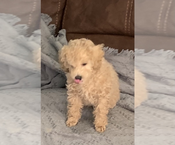 Medium Photo #34 Poodle (Toy) Puppy For Sale in LONG GROVE, IL, USA