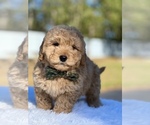 Small Photo #5 Goldendoodle (Miniature) Puppy For Sale in FROSTPROOF, FL, USA